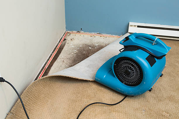 Best Professional water damage repair  in Salem, WV